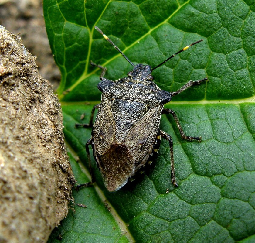 Troilo (Pentatomidae, Asopinae)